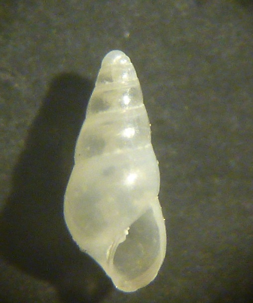 Odostomia plicata